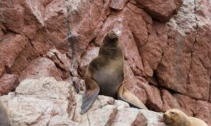 islas ballestas en peru