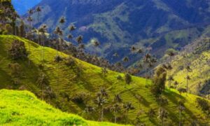 Valle del Cocora