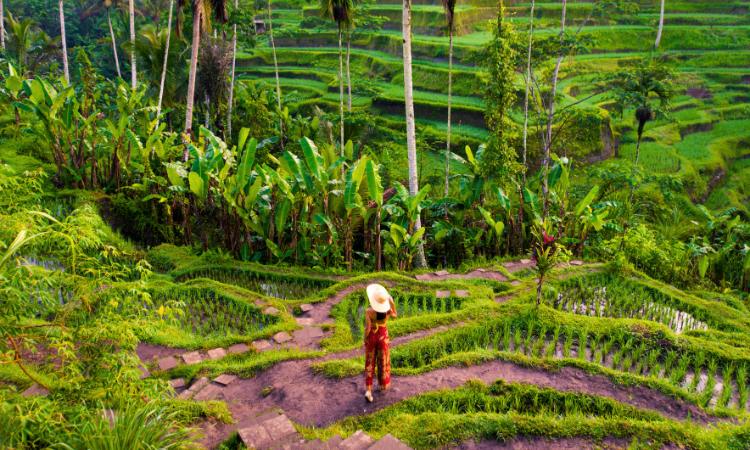Los mejores arrozales para visitar en Bali