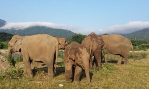 chiang mai elefantes