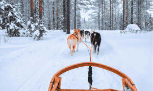 Paseo con huskies y renos