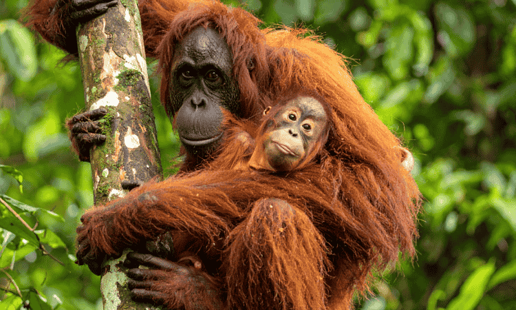 borneo