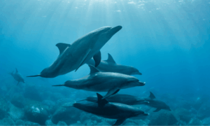 nadar delfines mauricio