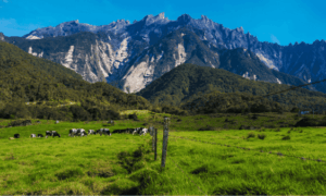Kinabalu